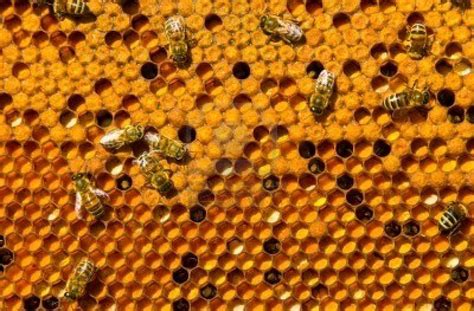 arıların matematiksel becerileri